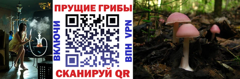Галлюциногенные грибы Cubensis  Купить  Дубна 
